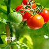 50 pièces - TigeStabilisateurs™ | Veillez à ce que votre jardin soit stable et solide